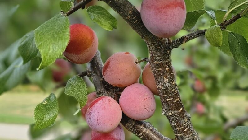 Fred Richards Park - Edina, MN