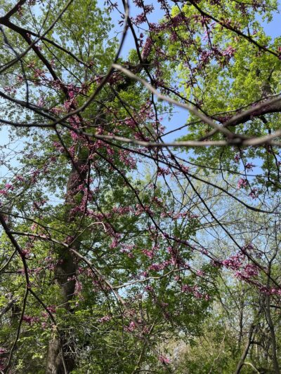 Robert J. Kojetin Park - Edina, MN