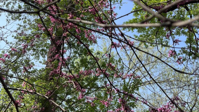 Robert J. Kojetin Park - Edina, MN