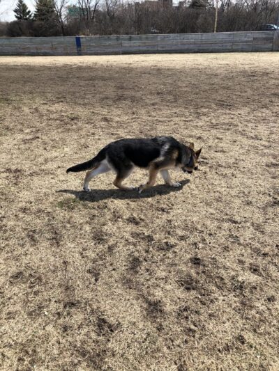 Strachauer Park - Edina, MN