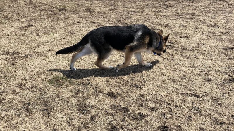 Strachauer Park - Edina, MN