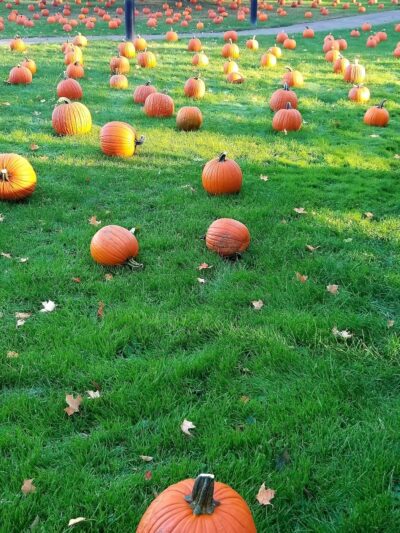 Utley Park - Edina, MN