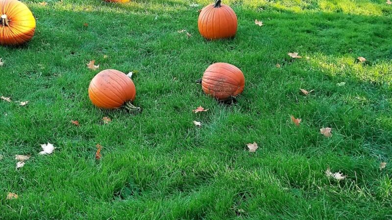 Utley Park - Edina, MN