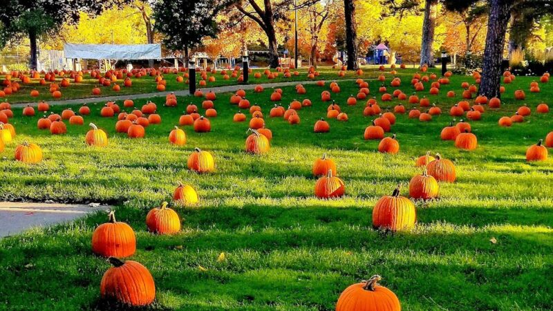 Utley Park - Edina, MN