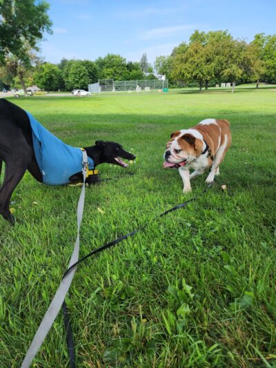 Wooddale Park - Edina, MN