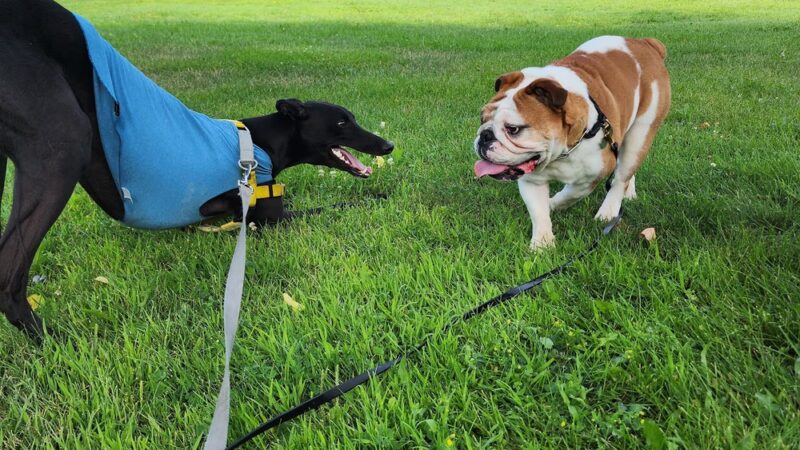 Wooddale Park - Edina, MN