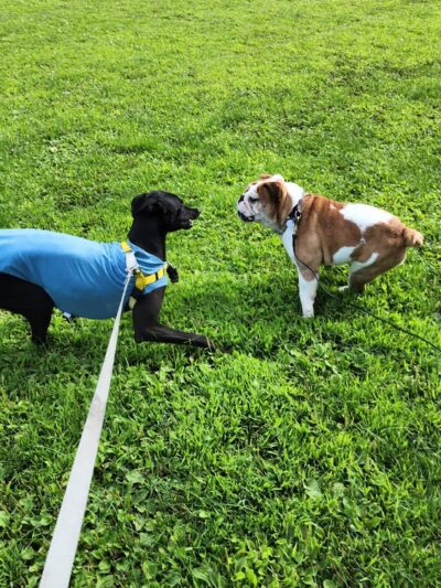 Wooddale Park - Edina, MN