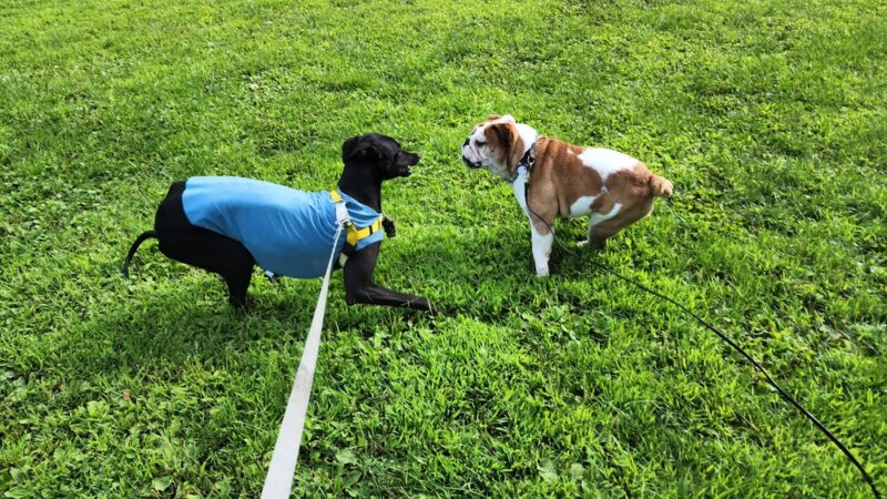 Wooddale Park - Edina, MN