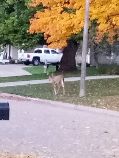 Yancey Park - Edina, MN