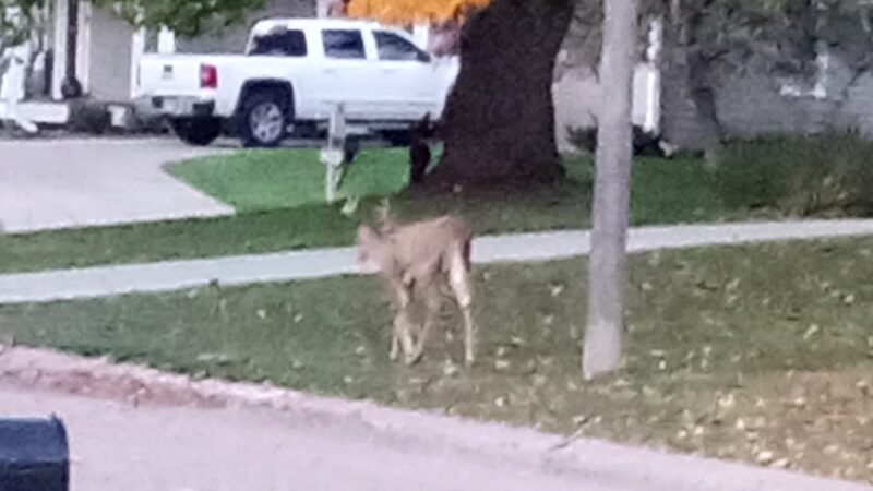 Yancey Park - Edina, MN