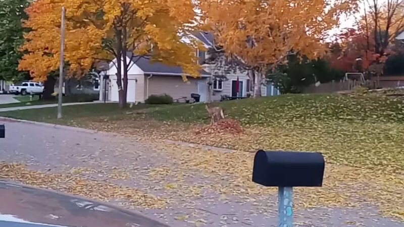 Yancey Park - Edina, MN