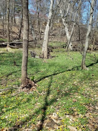 Mill Road Park - Edison, NJ