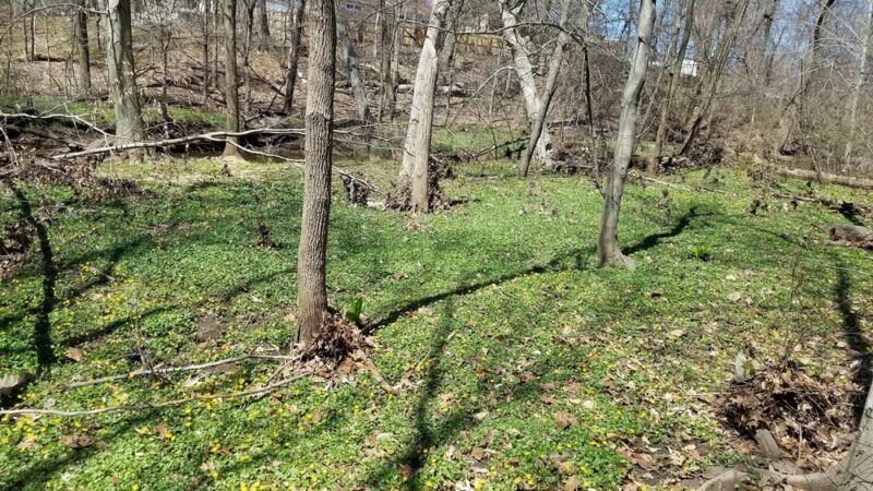 Mill Road Park - Edison, NJ