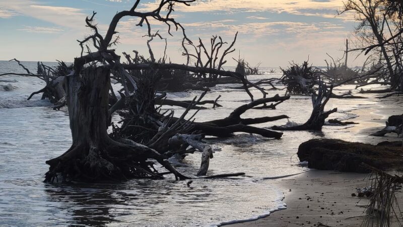 Boneyard Beach Parking - Edisto Island, SC