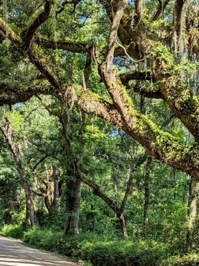 Botany Bay - Edisto Island, SC