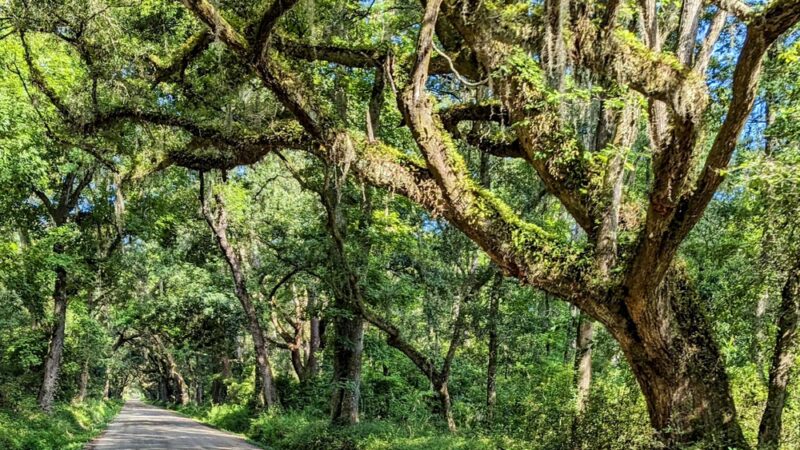 Botany Bay - Edisto Island, SC