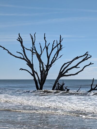 Botany Bay - Edisto Island, SC