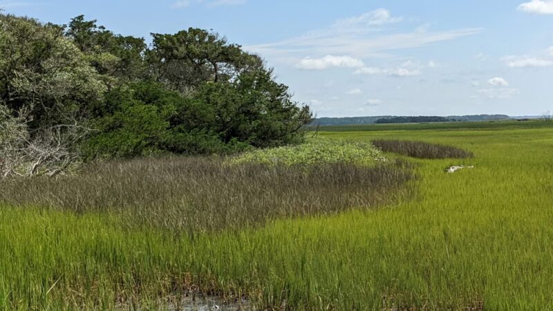 Botany Bay - Edisto Island, SC