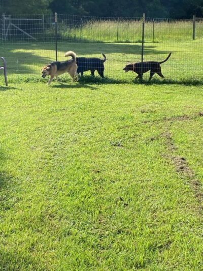 Edisto Kennels - Edisto Island, SC