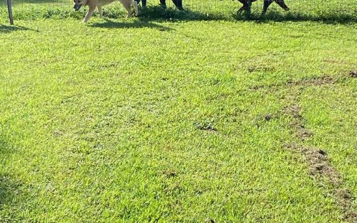 Edisto Kennels - Edisto Island, SC