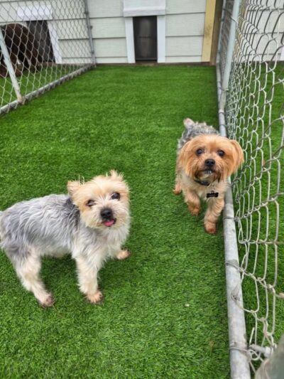 Edisto Kennels - Edisto Island, SC