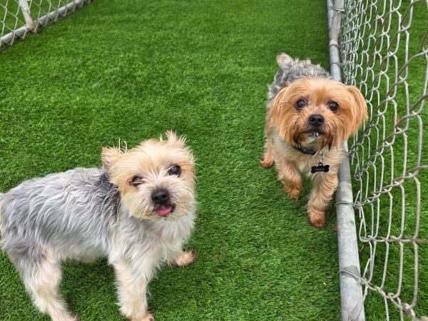 Edisto Kennels - Edisto Island, SC