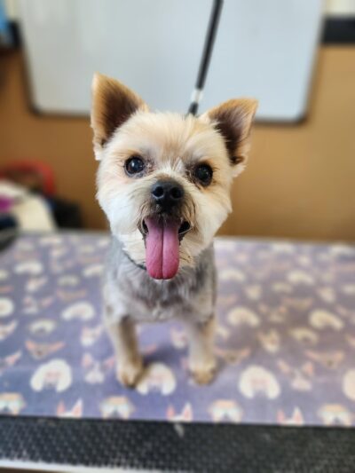 Edisto Kennels - Edisto Island, SC
