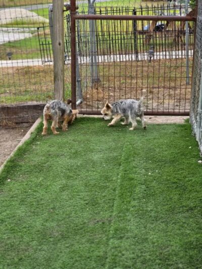 Edisto Kennels - Edisto Island, SC