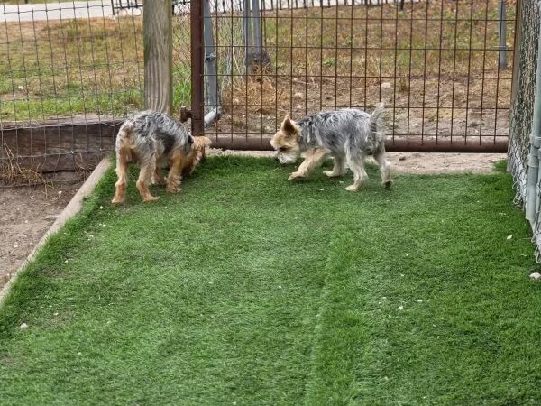 Edisto Kennels - Edisto Island, SC