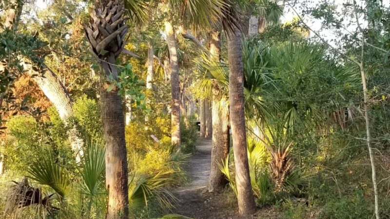 Jungle Road Park - Edisto Island, SC