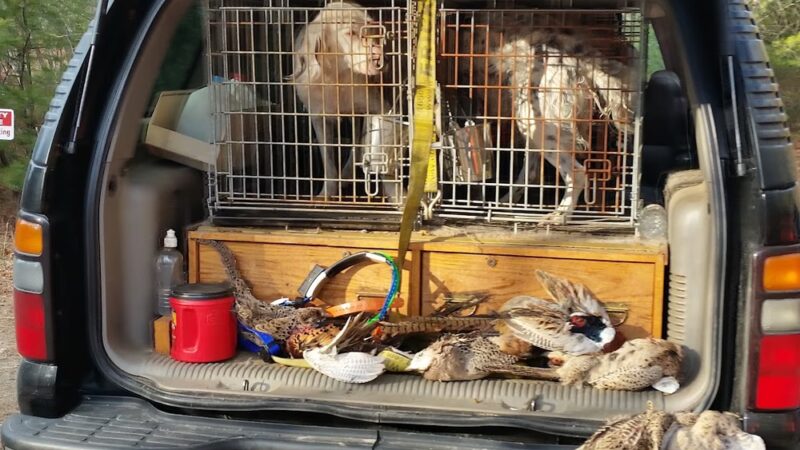 Green Mountain Kennels Inc - Effingham, NH