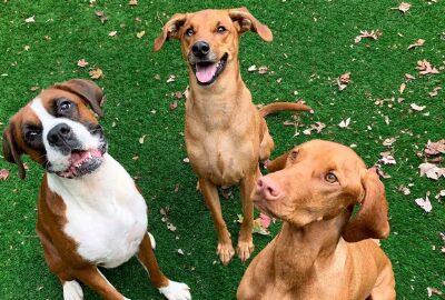 All Star Pet Resort - Egg Harbor City, NJ
