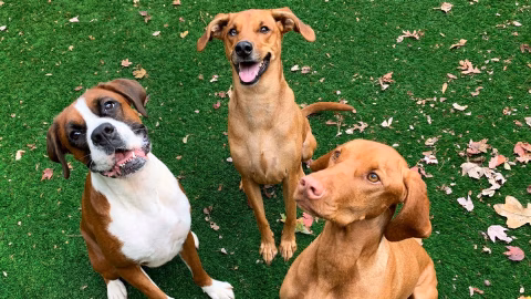 All Star Pet Resort - Egg Harbor City, NJ