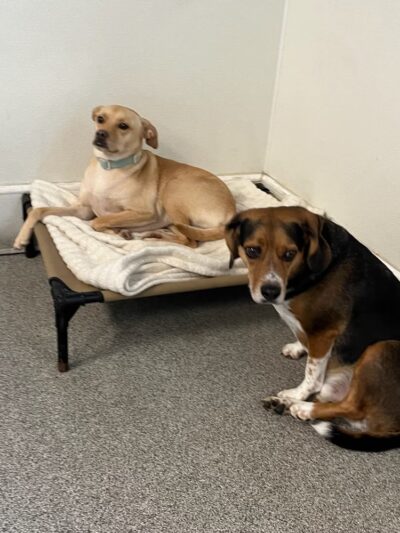 All Star Pet Resort - Egg Harbor City, NJ