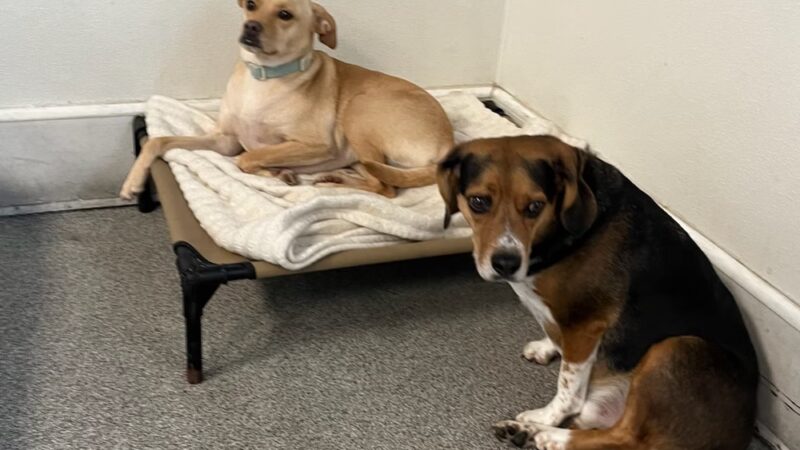 All Star Pet Resort - Egg Harbor City, NJ