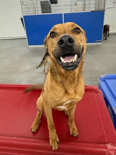 All Star Pet Resort - Egg Harbor City, NJ