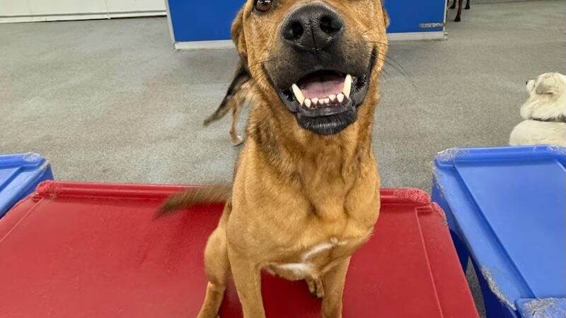 All Star Pet Resort - Egg Harbor City, NJ