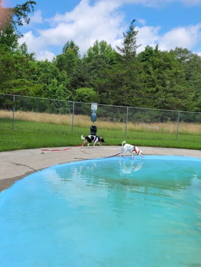 All Star Pet Resort - Egg Harbor City, NJ