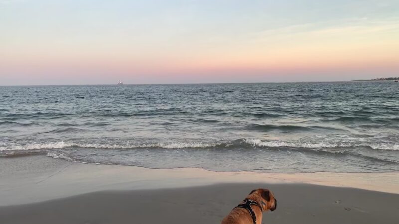 Longport Dog Beach - Egg Harbor Township, NJ