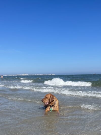 Longport Dog Beach - Egg Harbor Township, NJ