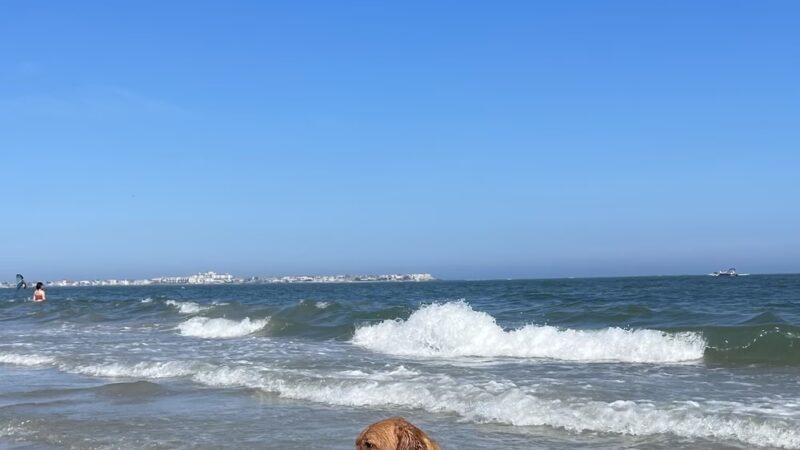 Longport Dog Beach - Egg Harbor Township, NJ