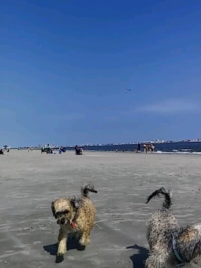 Longport Dog Beach - Egg Harbor Township, NJ
