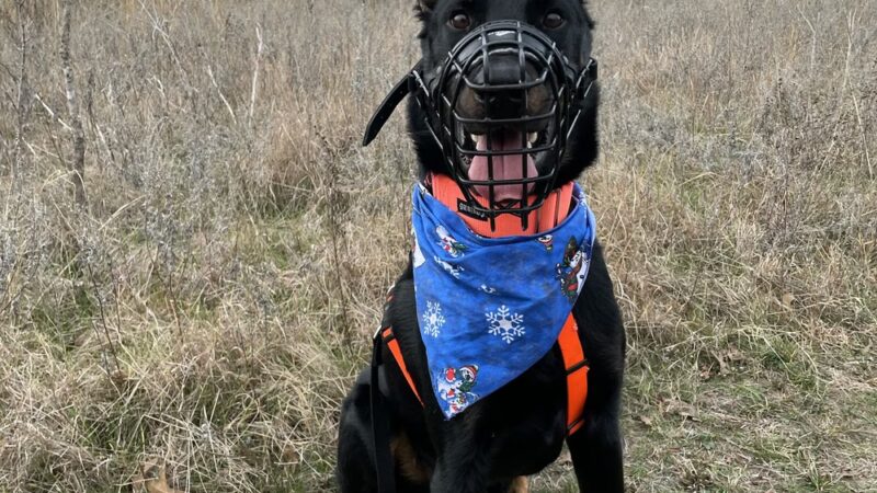 Einstein K9 - ,