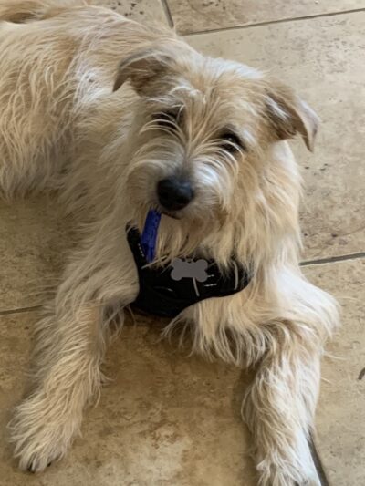 Einstein K9 - ,
