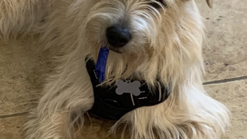 Einstein K9 - ,