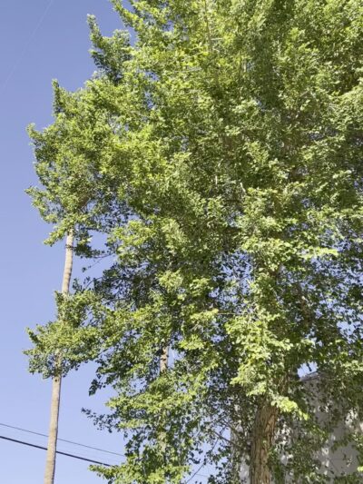 El Centro Parks & Recreation - El Centro, CA