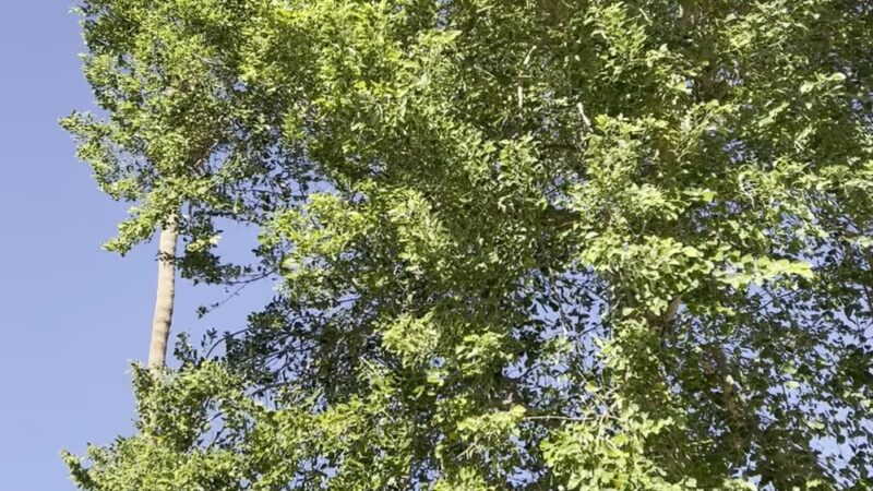 El Centro Parks & Recreation - El Centro, CA
