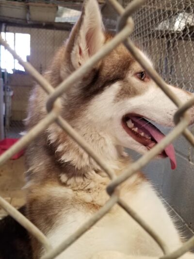 Humane Society of Imperial County - El Centro, CA