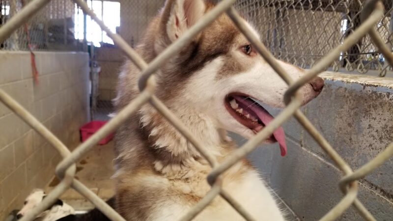 Humane Society of Imperial County - El Centro, CA