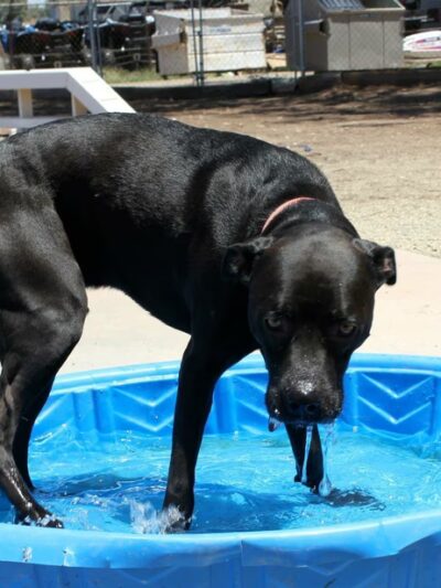 Humane Society of Imperial County - El Centro, CA